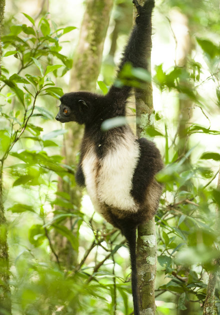 Encounter_Madagascar_bekomen_via_Wetransfer_5okt17_5