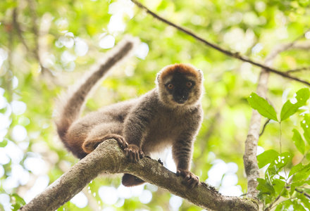 Encounter_Madagascar_bekomen_via_Wetransfer_5okt17_9
