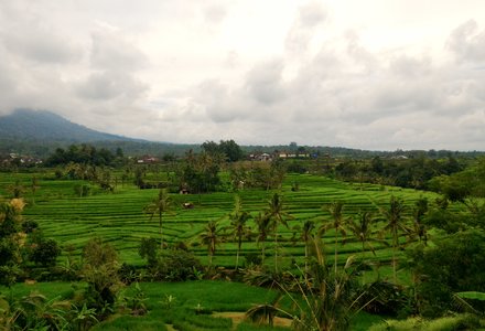 mava_Jatiluwih_Bali