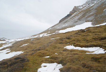 5_Landingen_met_Plancius_op_Spitsbergen_1