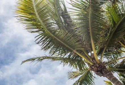 clouds_cloudy_skies_coconut_411217