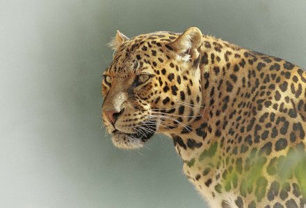 leopard_2798940_1920