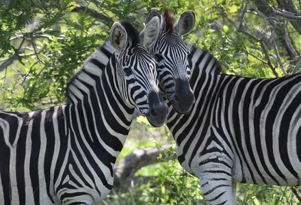 south_africa_4750827_1920
