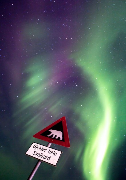 Warning_Polar_Bears